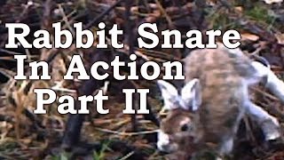 Rabbit Snaring ON TRAIL CAMERA  Dodge Dip Dive Duck and Dodge [upl. by Lebam]