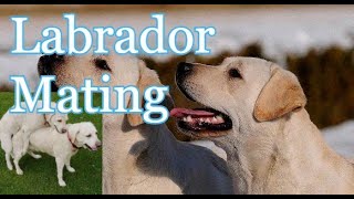 Labrador Dog Mating Succesful  Mating  Labrador Dog  Nature Vlog [upl. by Odlanyer837]