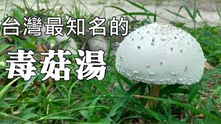 台灣九成以上的野菇中毒事件就是這毒菇湯引起的 Poisonous Soup of Chlorophyllum molybdites [upl. by Fritts]