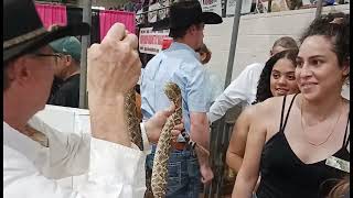 The 65th annual Rattlesnake Roundup in Sweetwater Texas [upl. by Chow573]