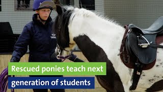 Rescued ponies teach next generation of students [upl. by Oswald956]