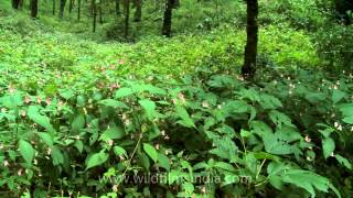 Wild Impatiens flowers carpet the ravines of Uttarakhand in the monsoon months [upl. by Soigroeg]