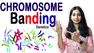 Chromosome Banding Techniques I Genetics II Detailed Explanation and PYQ [upl. by Yelich]