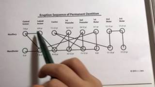 How to memorize the eruption sequence of permanent dentition in 7 minutes [upl. by Ndnarb]