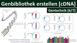 Genbibliothek erstellen  Gensuche Identifizierung von Genen – cDNA  Gentechnik 67 [upl. by Ignatia]