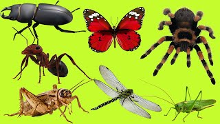 Relaxing Video  Insects Animals  Sound ASMR [upl. by Ennairb]