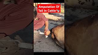 Amputation Of Tail In Cattle🐄Dr Hafiz Nadeem Ur Rehman cow cow viralshort [upl. by Lyrac]