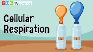 Cellular Respiration [upl. by Eneri612]