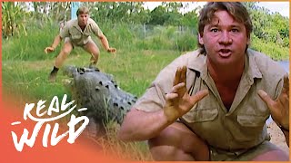 Steve Irwin Faces A Massive Saltwater Crocodile In Australia  Crocs Down Under  Real Wild [upl. by Ettenav]