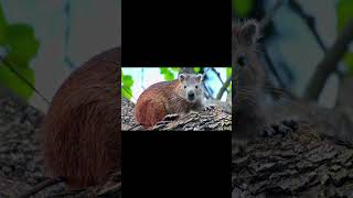 Hutia animal wildlife [upl. by Ettolrahc]