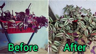 Propagate Wandering Jew Plant With ResultMake a hanging planter with Wandering jew plant [upl. by Etnaled]