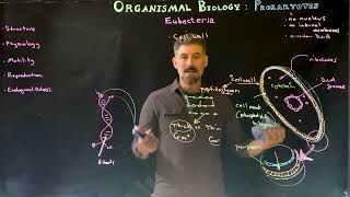 Eubacteria Overview [upl. by Haldes360]