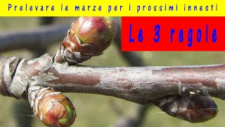 Marze per innesti 2024 quando prelevare la marza da innesto quale scegliere e come conservarle [upl. by Nealy]