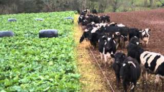 Outwintering livestock on kale using Allsure boluses [upl. by Notsag157]