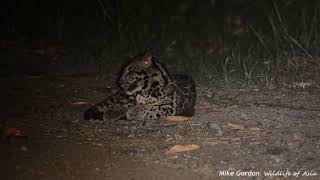 Clouded Leopards of Borneo [upl. by Swigart515]