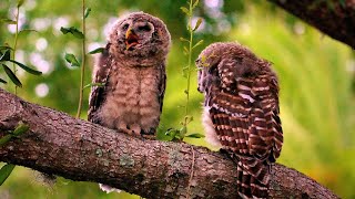 Rare Juvenile Barred Owl Call in the Woods Have You Heard This 🎶🦉 4K [upl. by Hardunn796]