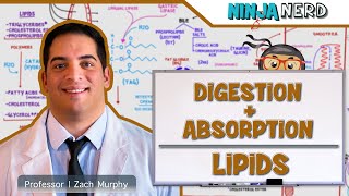 Gastrointestinal  Digestion amp Absorption Of Lipids [upl. by Terina390]