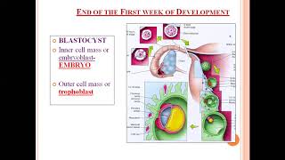 Embryology Bilaminar embryonic disc [upl. by Bendix]