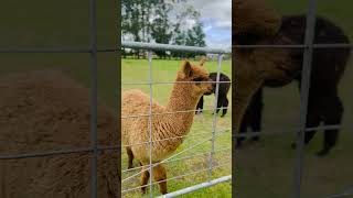 Cutie alpacas newzealand alpaca alpacafarm fyp fypシ゚viral fypage touristattractions [upl. by Goines]