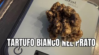 GROSSO TARTUFO BIANCO trovato in un PRATO [upl. by Neona]