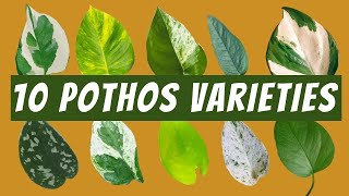 10 Pothos Varieties with Images and Names  🌱 Neon Pothos Jade Pothos Satin Cebu Blue and More [upl. by Ehudd]