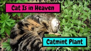 My Cat Is in Heaven after Finding the Catmint Plant [upl. by Tippets]