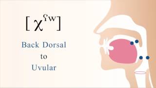 χˤʷ  unvoiced pharyngealized labialized dorsal uvular non sibilant fricative [upl. by Eelinnej]