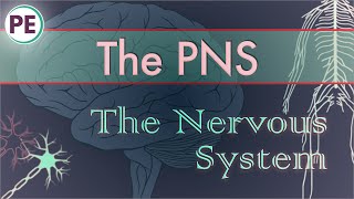 The Nervous System Peripheral Nervous System PNS [upl. by Guillemette]