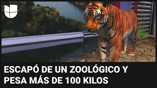 En realidad aumentada lo que debes saber del tigre de bengala que anda suelto en la frontera [upl. by Sacken]