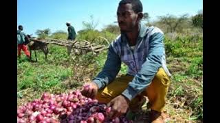 Onion farm in Ethiopia using Awash River [upl. by Justinn543]