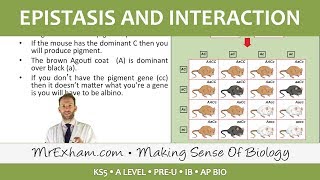 Inheritance Pt4  Epistasis and interaction  Post 16 Biology A Level PreU IB AP Bio [upl. by Eynaffit]