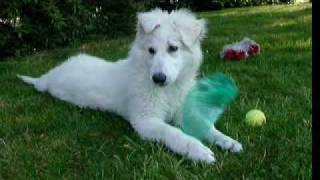 Elyos Berger Blanc Suisse 3 mois et demi  White Swiss Shepherd  Schweizer Weisse Schäfer [upl. by Annitsirhc2]