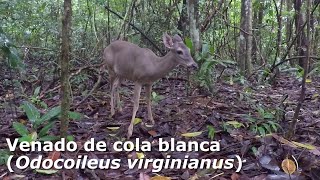 Venado de cola blanca Odocoileus virginianus  Costa Rica [upl. by Eyma]