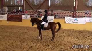 Exhibición de Doma con caballos árabes en Mairena del Aljarafe durante el Campeonato de Andalucía [upl. by Harri]