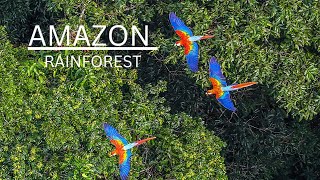 Amazon rainforest [upl. by Regor]