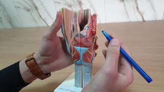 Anatomy of larynx on model [upl. by Nytsirt]