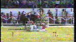 Katastrophales beim olympischen Springreiten  Showjumping fail at Olympic Games [upl. by Aremihc]