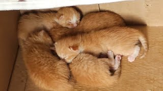 🔴 LIVE FEED 🔴 Watch these 5 newborn kittens grow up with their momma cat taking great care of them [upl. by Pollie103]