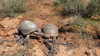 Desert Tortoises PreMating [upl. by Adamis]