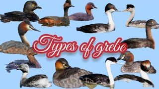 Grebes  Water Birds  types of Grebe birds birddiving birdMama TV [upl. by Colb]