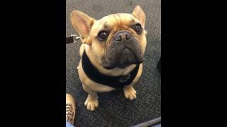 Henry the French bulldog cries like a baby [upl. by Bronk595]