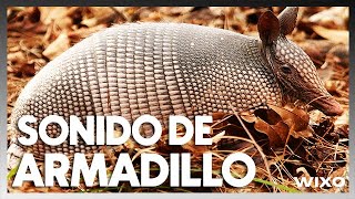 El extraño sonido de los armadillos que no esperabas oírquot [upl. by Atsirk847]