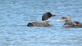 The haunting call of the Common Loon [upl. by Eirhtug]