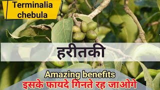 हरीतकी के फायदे  हरड़  Terminalia chebula  Chebulic Myrobalan  Medicinal benefits and home uses [upl. by Aikenahs]