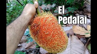 EP27 Otra fruta rarísima el Pedalai Artocarpus sericicarpus [upl. by Htebarual381]