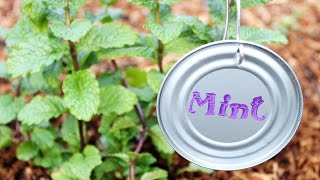 How to Make Plant Markers from Recycled Can Lids [upl. by Wolfie85]