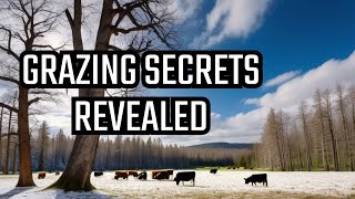 Secrets of Stockpile Grazing in silvopasture winter Lice bark beetle and timelapse [upl. by Lidda751]