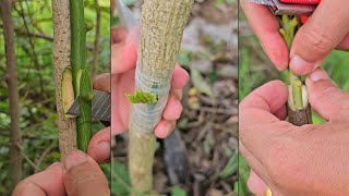 How to Feeding seedlings  Easy Grafting part 914 [upl. by Anura361]