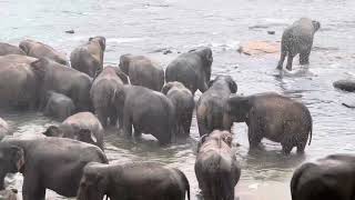 Pinnawala Elephant orphanage Sri Lanka Elephant bathing time asianelephant srilanka travel [upl. by Tsui]