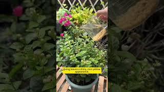 Plant care tips  DIY home remedies for plant growth  Homemade fertilizer for plants gardening [upl. by Nnhoj]